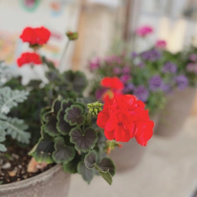 画像の説明 画像の説明