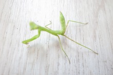 麗愛～Reia～のブログ